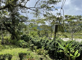 P29DT - PAPÚA NUEVA GUINEA (P2)
